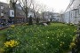 Thumbs/tn_Bloemencorso 2015 015.jpg